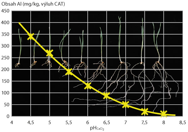 Graf 5: Závislost mezi hodnotou pH a obsahem extrahovatelného hliníku ve výluhu CAT; závislost vypočtena z výsledků dlouhodobých polních pokusů KAVR na různých stanovištích a variantách hnojení (n = 192) - ilustrační znázornění vlivu koncentrace Al na růst kořenů (www.agric.wa.gov.au/soil-acidity/effects-soil-acidity)