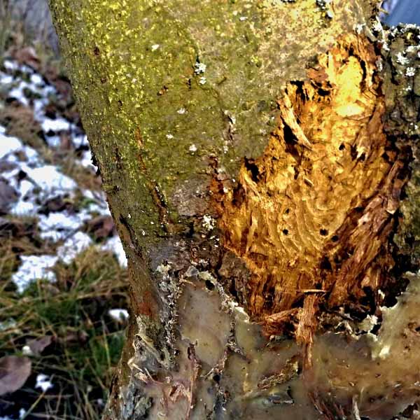 Datlovitými ptáky odkryto poškození stromu dřevokaznými brouky