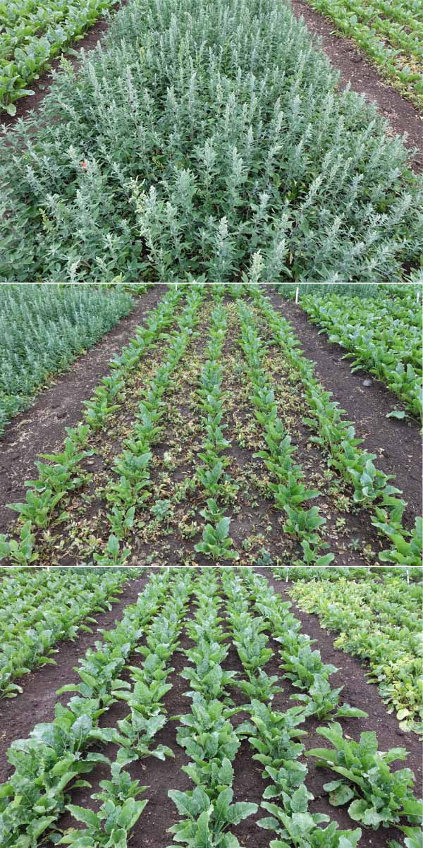 Obr. 3: Vybrané herbicidní varianty při uzavírání porostu Conviso Smart cukrové řepy (17. 6. 2018): neošetřená kontrola (nahoře), jedno ošetření herbicidem Conviso One v dávce 1,0 l/ha (uprostřed) a dělená aplikace herbicidu Conviso One 0,5 + 0,5 l/ha (dole)