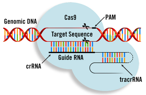 Schéma editace genomu metodou CRISPR (https://cs.wikipedia.org/wiki/CRISPR_editace_genomu)