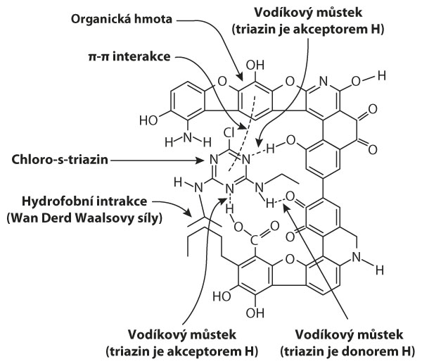 Schéma 3: Vazby chloro-s-triazinu na humifikovanou organickou hmotu (Laird a Koskinen, 2008)