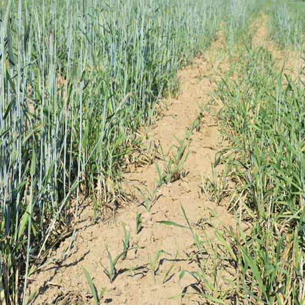 Obr. 8: Setí kukuřice do strniště žita, aplikován selektivní CPOST herbicid