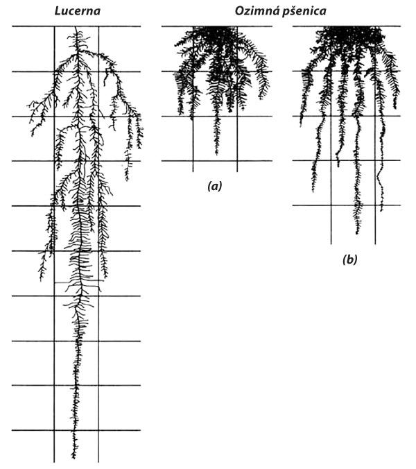 Obr. 1: Dĺžka koreňového systému lucerny a ozimnej pšenice pre pôdy suché (a) a zavlažované (b) - čiary v mriežke sú od seba vzdialené 0,3 m (Havlin et al., 1999)