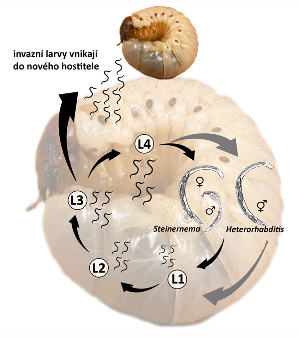 Schéma 1: Životní cyklus entomopatogenních hlístic rodu Steinernema