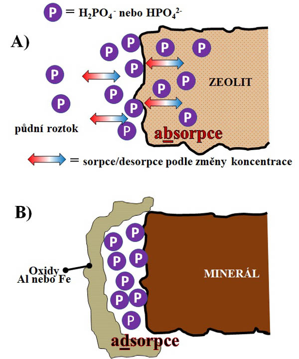 Obr. 4: Rozdíl mezi typem sorpce (absorpce/adsorpce) a mobilitou fosforu v půdě - A) působení zeolitu, B) adsorpce P na povrch půdního minerálu a znepřístupnění P vazbou Al nebo Fe oxidů (tzv. okludovaný P)