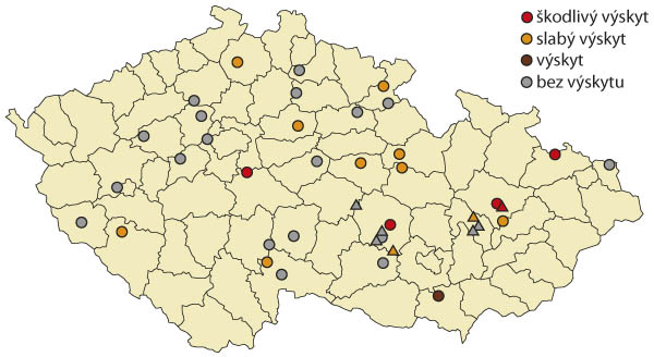 Mapa 1: Maximální výskyty dospělců krytonosce kořenového v roce 2021 na území České republiky