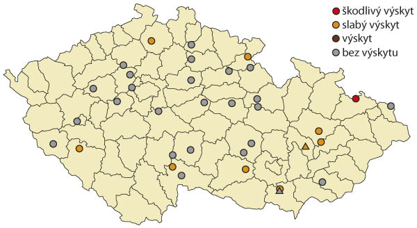 Mapa 3: Maximální výskyty dospělců krytonosce makovicového v roce 2021 na území České republiky