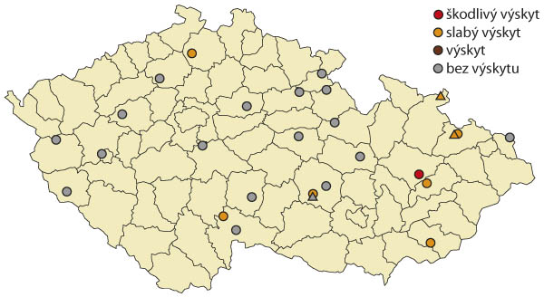 Mapa 4: Maximální výskyty dospělců krytonosce makovicového v roce 2022 na území České republiky