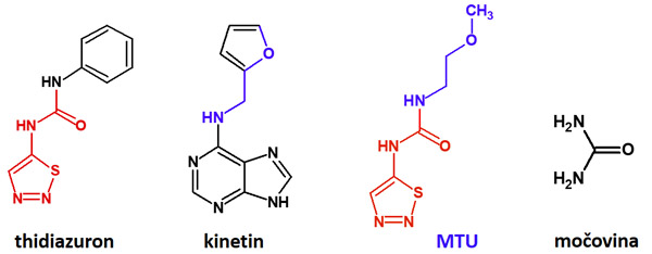 Obr. 1: Strukturní vzorec cytokininů thidiazuronu a kinatinu, látky MTU a močoviny. Barevně jsou vyznačené ty části molekul, které byly zkombinovány při návrhu molekuly MTU