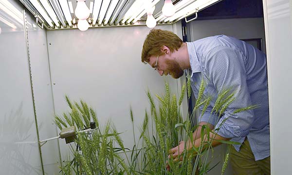 Rostliny pšenice vystavené vysoké koncentraci CO2 v testovací komoře