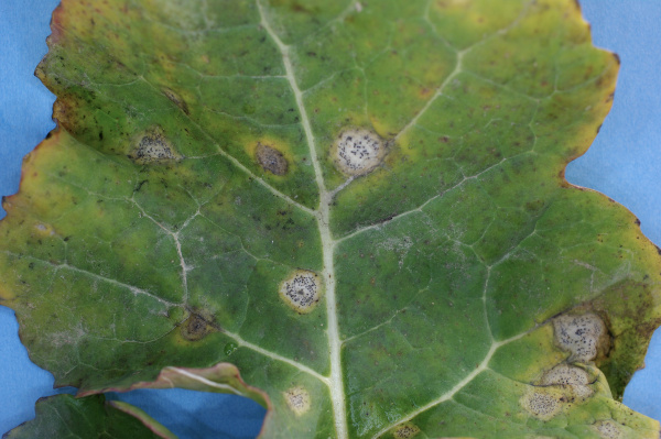 Na podzim se na listech objevují typické skvrny s pyknidami (foto©Josef Pozděna)