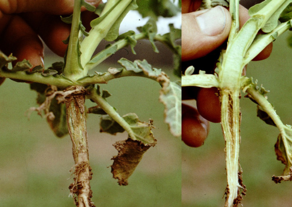 V jarním období dochází u napadených rostlin k praskání kořenového krčku (foto©Josef Pozděna)