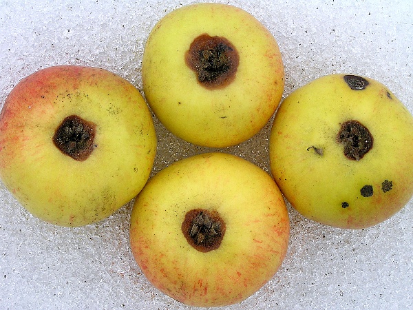 fusariová hniloba jablek příznaky na povrchu jablek (foto Jaroslav Rod)