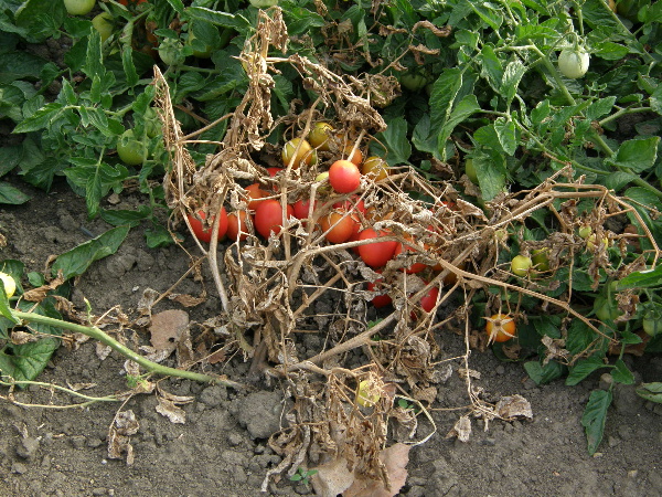 hlízenka obecná- poškození rajčete (foto Jaroslav Rod)