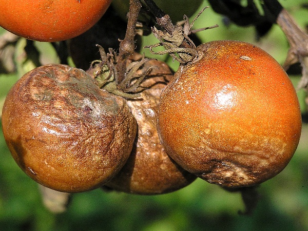 plíseň bramboru na rajčetech - napadení plodů (foto Jaroslav Rod)