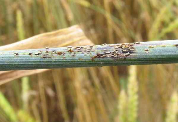 Na rozdíl od rzi pšeničné se vyskytuje na listových pochvách a stéblech (foto©Josef Pozděna)