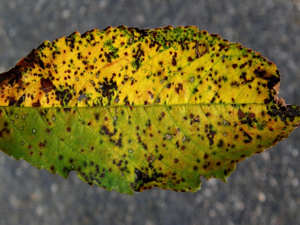 skvrnitost listů třešně a višně (foto Jaroslav Rod)
