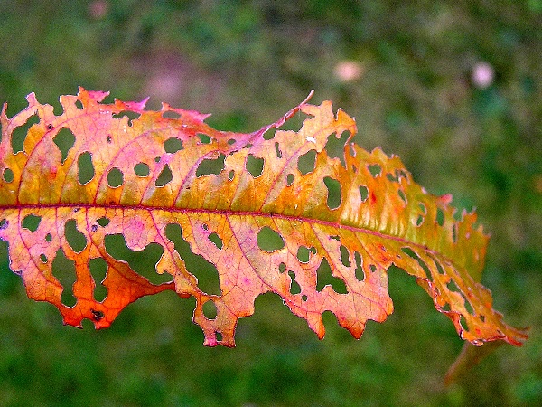 suchá skvrnitost listů peckovin - příznaky na listu broskvoně  (foto Jaroslav Rod)
