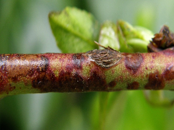 suchá skvrnitost listů peckovin - příznaky na větvičce broskvoně  (foto Jaroslav Rod)