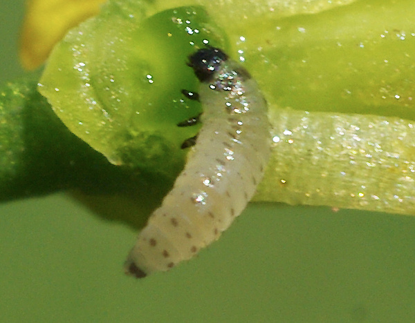 Larva blýskáčka řepkového (foto©Josef Pozděna)