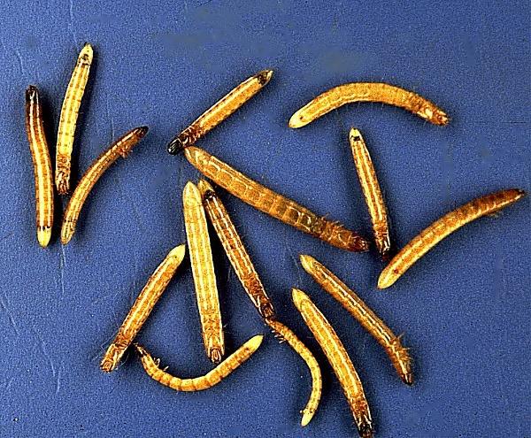 drátovci - larvy (foto Jaroslav Rod)
