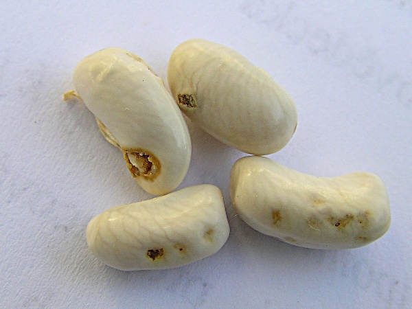 klopušky - poškození semen fazolu (foto Jaroslav Rod)