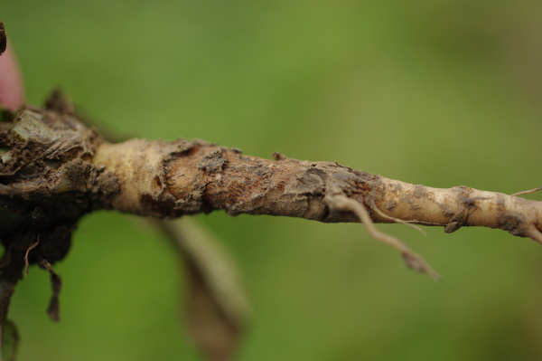 Kůlový kořen poškozený žírem  krytonosce kořenového (foto©Josef Pozděna)