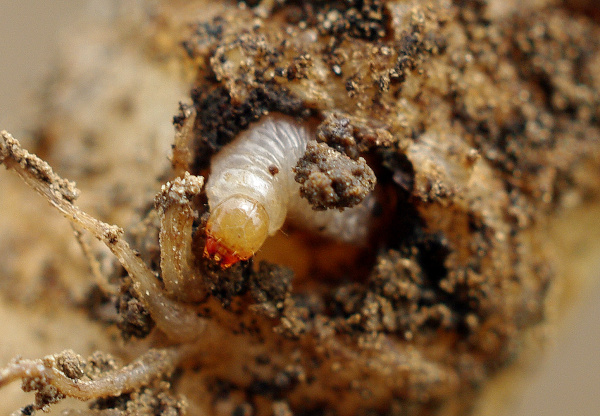 Larva krytonosce kořenového s mohutným kousacím ústrojím (foto©Josef Pozděna)