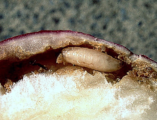 květilka zelná - larva v bulvičce ředkvičky (foto Jaroslav Rod)