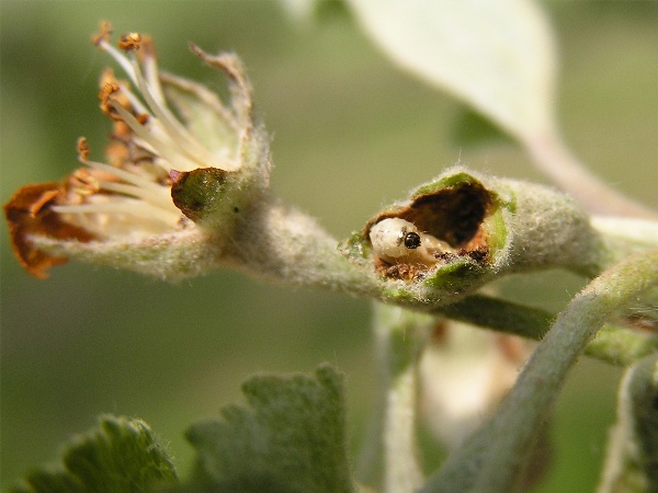 květopas jabloňový - larva uvnitř poupěte (foto Jaroslav Rod)