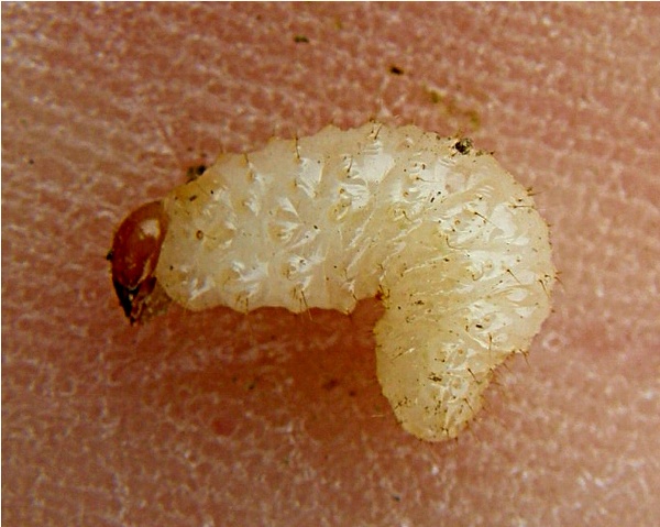 lalokonosec libečkový - larva (foto Jaroslav Rod)