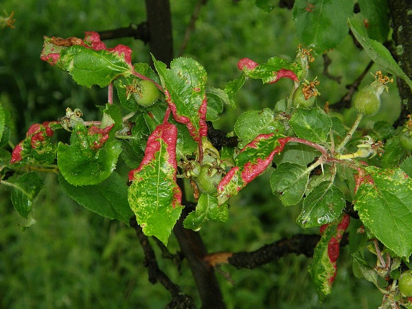 mšice jitrocelová - poškozené listy jabloně (foto Jaroslav Rod)