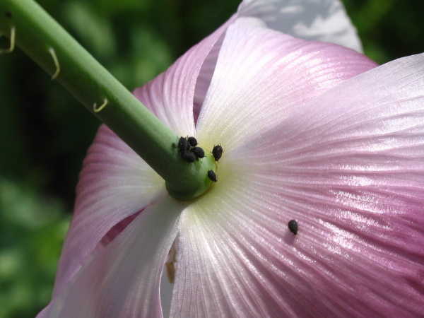 Mšice maková na květu (foto©Josef Pozděna)