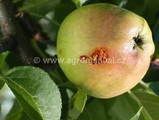 Plod poškozený obalečem jablečným