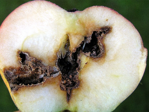 obaleč jablečný - průřez jablkem (foto Jaroslav Rod)