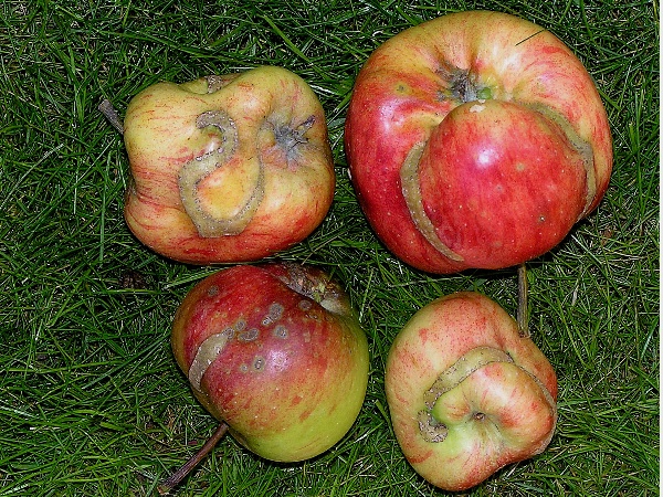 pilatka jablečná - poškození jablek (foto Jaroslav Rod)