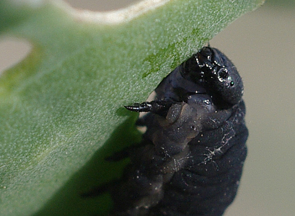 Larva má na hlavě dvě malé bodové oči, pod nimiž leží tykadla (foto©Josef Pozděna)