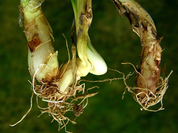 vrtalka pórová - detail poškozených rostlin  cibule (foto Jaroslav Rod)