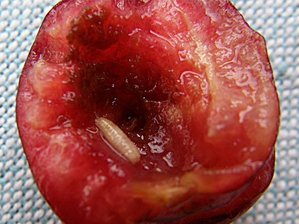 vrtule třešňová - larva uvnitř plodu (foto Jaroslav Rod)