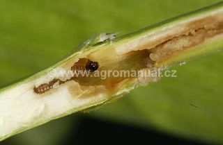 Larva ve stonku kukuřice
