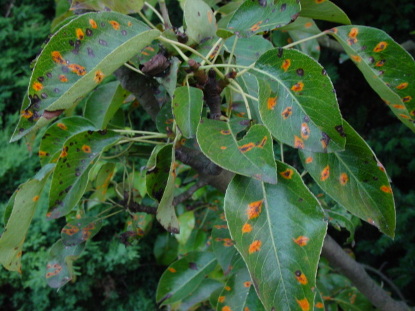 Rzivost hrušně (oranžové skvrny s tmavým středem) a šedá skvrnitost listů hrušně (šedé, tmavě lemované skvrny)