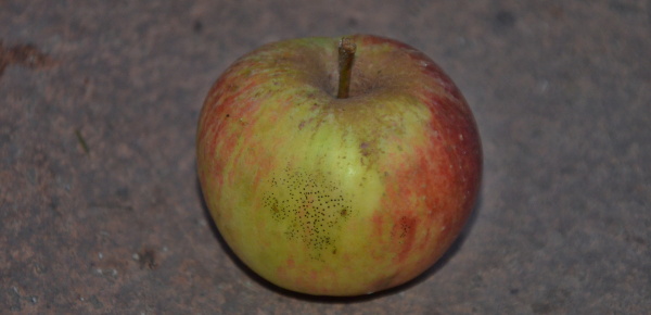 Mušinovitost jablek