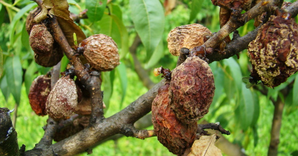 Moniliniová hniloba broskví - mumifikované plody