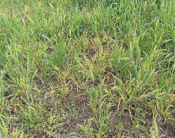 Virová zakrslost pšenice na ozimé pšenici - postupné odumírání silně napadených, zakrslých rostlin; situace na jaře po podzimní infekci
