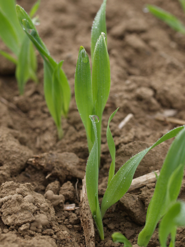 Vzešlé rostliny ozimé pšenice - nejrizikovější období pro infikování WDV
