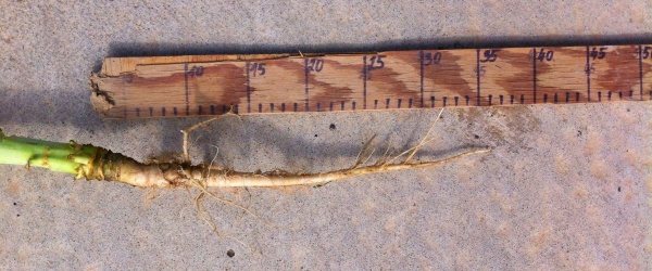 Korene repky môžu siahať až do 1,5 m hĺbky, avšak gro koreňového systému je do približne 0,3–0,35 m