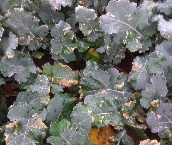 Jemné poškodenie listov - aplikácia hnojiva DAM, bežné herbicídne trysky (7. 11. 2014)