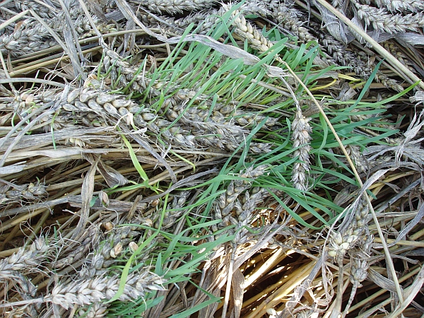 Obr. 1: Polehnutí pšenice a následné porůstání v polehlém porostu