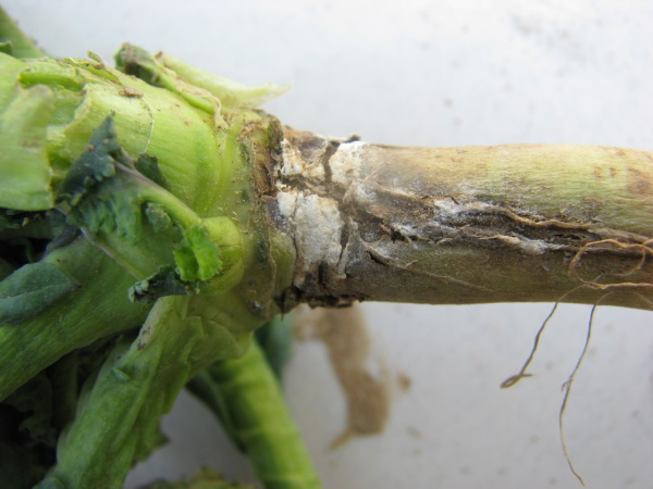 Poškodenie koreňového krčka rastliny repky
