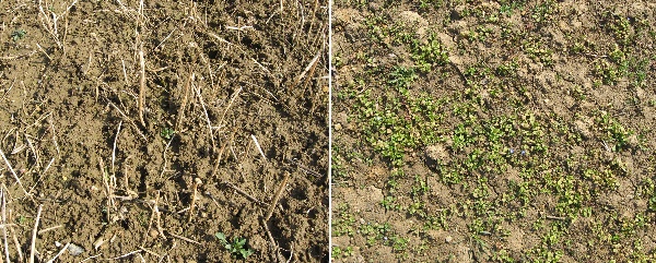 Obr. 4: Vliv rozdílného vývoje porostů hořčice bílé na stav povrchu půdy v jarním období, vlevo povrch pozemku po zapojeném porostu hořčice (foceno 8.4.2008), vpravo po špatně vzešlém porostu na podzim (31.3.2009). 